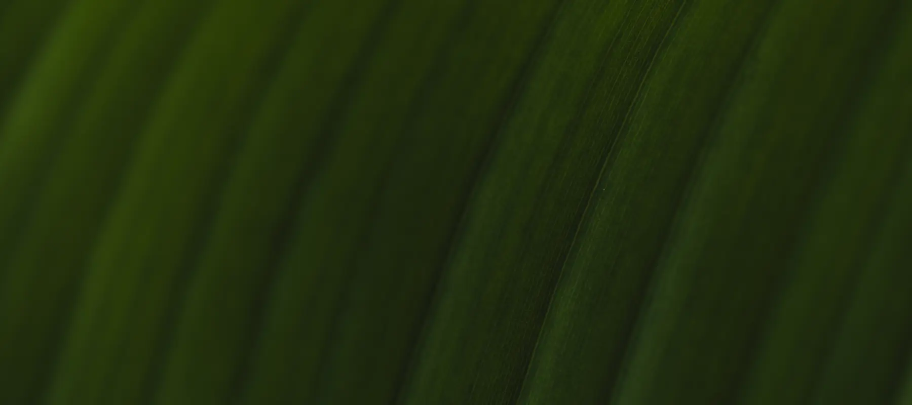 Textura estriada de una hoja de palma en tonos verde oliva