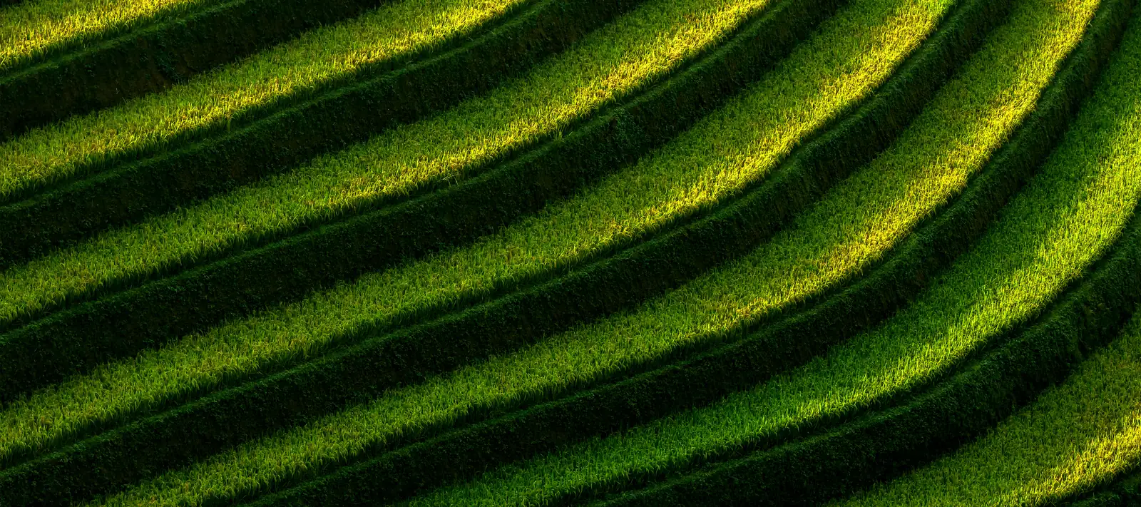 Terrazas de arroz en diagonal con luz dorada