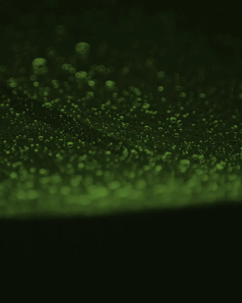 Gotas de rocío sobre una hoja verde oscura